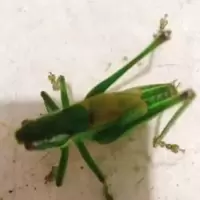 死亡伤残包赔,山东野生山青蝈蝈,绿蝈蝈,铁蝈蝈买一只送一个笼子 死亡伤残包赔,山东野生山青蝈蝈,绿蝈蝈,铁蝈蝈买一只送一
