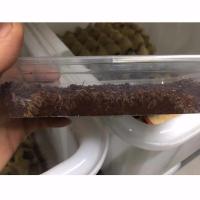白蟋蟀卵一盒装 白蟋蟀卵蛐蛐蟋蟀油葫芦爬宠活食画眉鸟蜥蜴守宫变色龙活体饲料