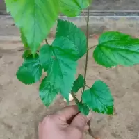 一颗树苗 桑树苗,养蚕丝用的桑叶,每年结桑葚,庭院土培种植或盆栽