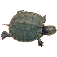 龟病问诊咨询宠物医院医生兽医师在线咨询水陆乌龟腐皮白眼病