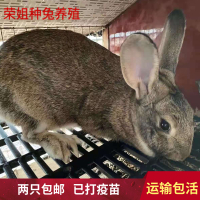 大型肉兔比利时肉兔活物比利时兔子活体小白兔家养肉兔种兔苗养殖