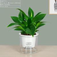 一颗幼苗不包活_随机发个坏的 不含盆 大叶 金钻 四季常青吸甲醛植物花苗大型绿植盆栽室内高档盆景花卉