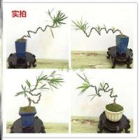 造型罗汉松 不含盆 罗汉松大树罗汉松盆景树桩老桩菊花罗汉松造型盆景金钻南通雀舌