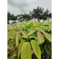 紫花风铃木[带土 带叶] 20cm(含)-30cm(不含) 紫花风铃苗巴西紫花风铃木树苗黄花风铃木苗巴西风铃木紫花风铃树