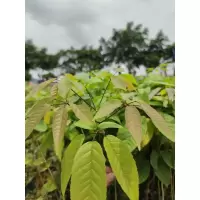 紫花风铃木[带土 带叶] 20cm(含)-30cm(不含) 紫花风铃苗巴西紫花风铃木树苗黄花风铃木苗巴西风铃木紫花风铃树