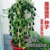 墨绿葫芦种子18粒送肥料 盆栽墨绿葫芦种子翡翠葫芦墨绿葫手捻葫芦种子小葫芦亚腰种籽