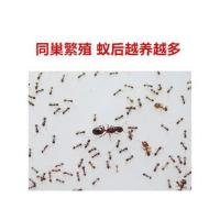 1后30工 广大头蚁 同巢繁殖 蚁后越养越多 宠物蚂蚁活体 大头蚁