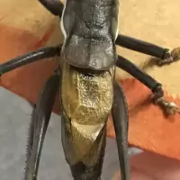 蝈蝈,蝈蝈活体,铁皮蝈蝈,膀型宽大,出叫高,欢迎,