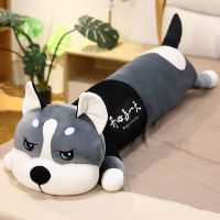 圆眼[开心每一天] 全长约80厘米(独立内胆 可拆洗) 可爱萌宠哈士奇毛绒玩具公仔抱枕男孩女孩生日首选礼物玩偶布娃娃