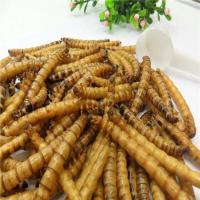 [10g]+送镊子 面包虫干食用仓鼠粮食大麦虫高蛋白鹦鹉八哥小鸟乌龟酥脆黄粉虫干