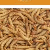 试吃300条 送镊子 黄粉虫活体面包虫活体蝎子画眉鹦鹉鱼石蛙龙鱼八哥仓鼠宠物饲料