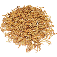 100条2.5cm 面包虫活体 黄粉虫活虫鲜活虫种虫金龙鱼石蛙仓鼠蜥蜴画眉鸟饲料