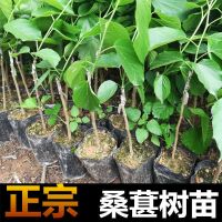 大果桑2年苗1棵[带土带叶发货] 正宗桑葚苗桑树苗嫁接无籽大十树苗台湾长果四季果桑地栽园林占地