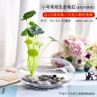 小号圆缸铜钱草+石子+乌龟+龟粮 乌龟缸玻璃圆形养殖缸箱办公桌家用小鱼创意小型迷你桌面龟缸造景
