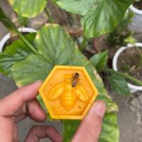 诱蜂蜡100g(不含桶) 诱蜂桶诱蜂水黑色塑料桶招蜂水养蜂野外捕蜂器收蜂笼诱蜂蜡招蜂桶
