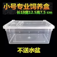 小号盒子(裸盒不含其他) 独角仙成虫长戟甲虫爬虫饲养套餐 透明爬宠盒塑料守宫爬宠饲养箱