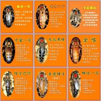 三只处女王(需交尾) 意蜂生产种王处女王高产蜜型产王 产卵成熟生产王活体 意蜂王种王