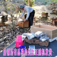 [随机发货处女王] 中蜂王蜂王活体种王台开产交尾阿坝高产王杂交处女产卵土蜂王包活