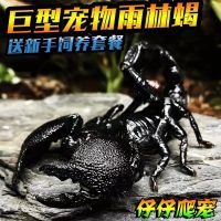 雨林蝎幼体2-3CM一只 无套装 亚洲雨林蝎大号宠物观赏蝎子活体大黑蝎子温顺可上手爬虫异宠活体