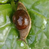 3到5 帝王巨盾蛞蝓蜗牛活体懒人家养学生宿舍观察普科蜗牛爬虫另类宠物