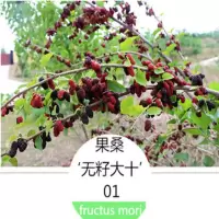 无籽大十 4年苗当年结果 桑树苗桑葚树苗耐寒无籽四季盆栽地栽果桑南北方种植养蚕当年结果