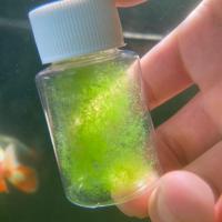 短绒藻种30ml一瓶适用20缸以内 短绒藻石 苏虾藻 金鱼兰寿泰狮 原生缸 引藻源