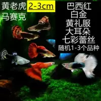 孔雀6送2(备损)+鱼食+鱼盐 孔雀鱼观赏鱼胎生热带公母一对宠物鱼淡水繁殖观赏鱼小型凤尾鱼