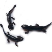 火龙道夫2条 3-5cm 耐活清道夫鱼苗清洁工活体冷水好养小型吃粪便金鱼锦鲤观赏孔雀鱼