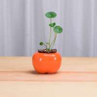 新款小号柿子花瓶 (不含植物) 创意柿子花瓶水养绿萝水培花盆陶瓷柿柿如意北欧客厅桌面装饰摆件