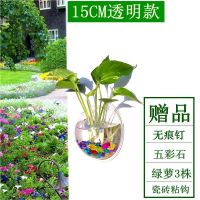 直径15厘米(透明款) 墙饰挂饰水培绿萝花盆壁挂鱼缸装扮房间装饰品卧室客厅背景墙壁饰
