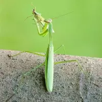 中华大刀螳1L苗 螳螂活物 幼体螳螂活体 宠物螳螂 昆虫活体 宠物昆虫摄影展览教学