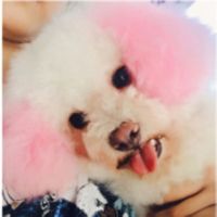 樱花粉 狗狗染发剂发宠物专用染色剂染毛膏比熊泰迪萨摩贵宾染发永久用品