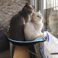 蓝色 小号 猫窝猫爬架猫跳台猫吊床挂窝吸盘式猫吸盘吊床猫玻璃窗吊床可拆洗