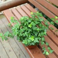 常春藤(小盆) 不含盆 常春藤盆栽好养植物室内垂吊兰长春藤吸甲醛水培爬藤挂常青藤绿植