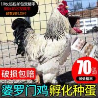 黑白花纹婆罗受精蛋 婆罗门鸡种蛋受精蛋可孵化蛋巨型正宗梵天鸡宠物观赏鸡大种鸡