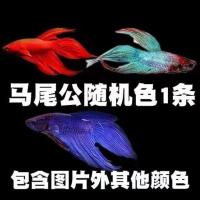 马尾公鱼1条(随机)特价中 泰国斗鱼活体鱼半月狮王马尾公母鱼观赏热带小型淡水宠物鱼免打氧
