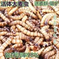 大麦虫100条送镊子麦麸 大麦虫活体黄粉面包虫金龙鱼八哥画眉孔雀鸟守宫蜥蜴龟钓鱼饵饲料