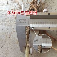 大白珍珠(0.5cm粗细规格) 2棵 桑树苗 韩国大白珍珠果桑苗 海宁嫁接苗白色桑葚果实地栽采摘种植