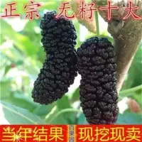 2年苗好成活《推荐》 81cm(含)-110cm(含) 桑葚果树苗无籽十大食用大叶桑树苗养蚕专用可盆栽地栽南北方种植