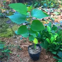 25-30cm高 不含盆 台湾嫁接长桑果苗四季长果桑葚苗桑树苗南方桑葚树苗果树果苗