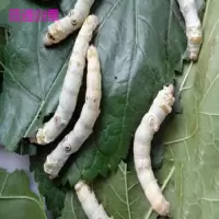 普通白蚕100粒 稀有蚕宝宝黑虎娘娘斑马蚕黑茶斑点蚕黄皮卵50粒装幼儿园学生作业