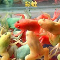 4cm 5只 彩蛙活体淡水热带观赏宠物蛙水族上海渔场