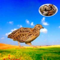 青年特价鹌鹑1只(淘汰) 鹌鹑活体巨型下蛋青年白羽沙维鹌鹑活苗繁殖鸡家养宠物活物好养[10月6日发完]