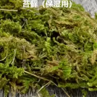 蜗牛用苔藓_ 白玉蜗牛活体宠物玩具实验课用大型蜗牛养殖套装餐带饲料可产卵蛋