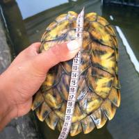 13-15cm 免费龟粮 宠物活体超大乌龟小乌龟苗宠物龟淡水宠物水陆招财龟镇宅龟情侣龟