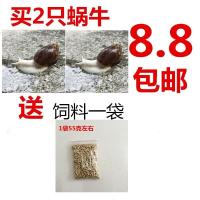 一对5-6cm蜗牛+饲料不带盒 蜗牛活体宠物白玉蜗牛小学生科学实验教学科普巨型大蜗牛情侣观赏