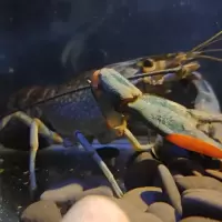 幼苗1-2cm[10只送饲料] 澳洲淡水小龙虾大虾宠物虾食用虾虾活物母虾虾观赏养殖鲜活种虾苗