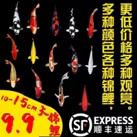 10-15cm随机锦鲤 1条 锦鲤活鱼鱼苗小鱼活鱼养不死耐养观赏鱼耐活好养鱼苗批发 淡水鱼