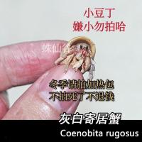 灰白寄居蟹1cm以下(非常小) 陆生淡水寄居蟹活体宠物灰白寄居蟹之紫色幼苗成体两栖爬宠物螃蟹