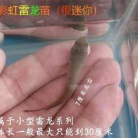 雷龙鱼 观赏鱼活体雷龙冷水鱼野生南醴耐养淡水鱼彩虹雷龙鱼带氧送鱼食